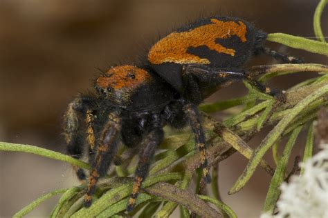 Phidippus apacheanus - Red Velvet (Apache) Jumping Spider … | Flickr