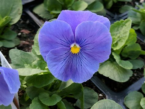 Pansy Seeds 50 Seeds Pansy Delta True Blue | Etsy