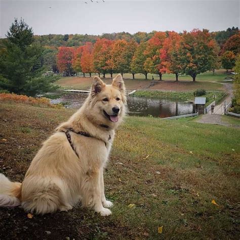 Fakten zum Labor Akita Mix - Hunde Zentrale