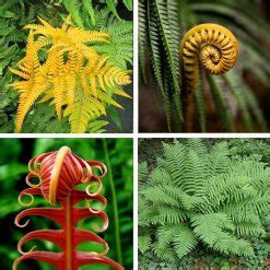 Multi-Varieties Fern Seeds, 100pcs/pack – GreenSeedGarden