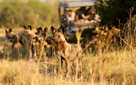 Luxury Botswana Safari Package