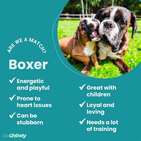 Boxer Dog Breed: Characteristics, Care & Photos | BeChewy