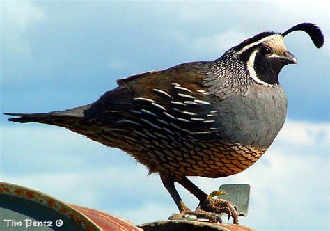 Quail | Animal Wildlife