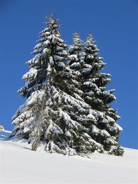 Free photo: winter, fir, snow, black forest, wintry, forest, fir tips | Hippopx