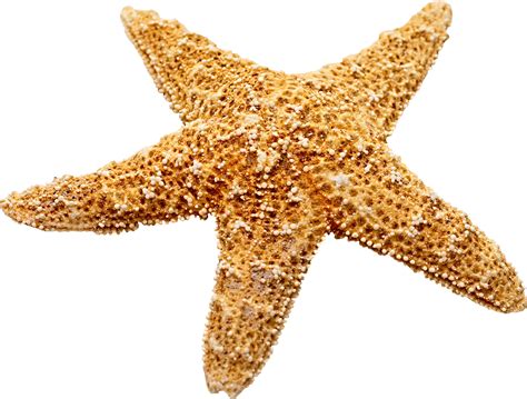 Starfish - Marine decoration Starfish png download - 2254*1708 - Free Transparent Starfish png ...