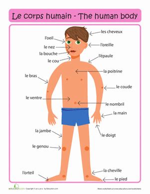 French Body Parts Worksheet for Kids