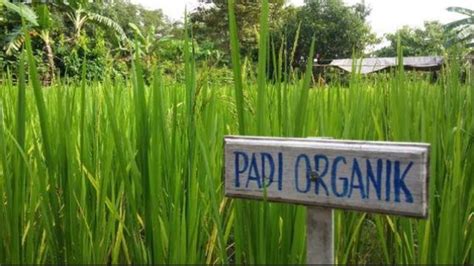 Pupuk Organik, Penopang Pertanian Organik Indonesia…