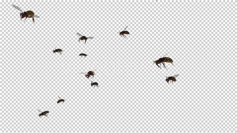 Swarm Wasps Flying Around Videohive 20839293 Rapid Download Motion Graphics