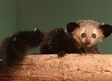 Aye-aye - Duke Lemur Center