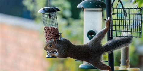 Do Bird Feeders Encourage Squirrels to Invade Your Home? - Varmint Gone