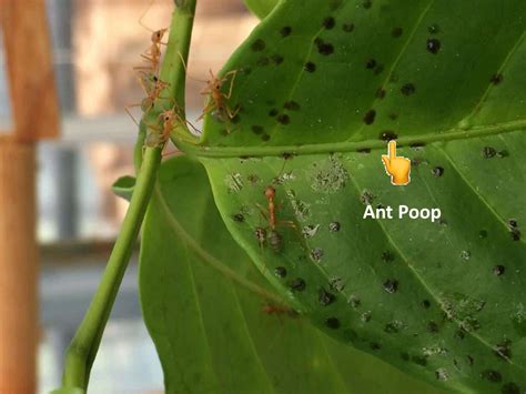 Ant poop nourishes plants- Is myrmecompost in the making?