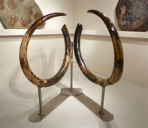 LARGEST MAMMOTH TUSK PAIR WOOLLY WOOLY MAMMOTH TUSKS