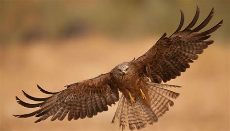 HD wallpaper: brown hawk, eagle, vulture, bird, wings, flapping, wildlife, bird of Prey ...