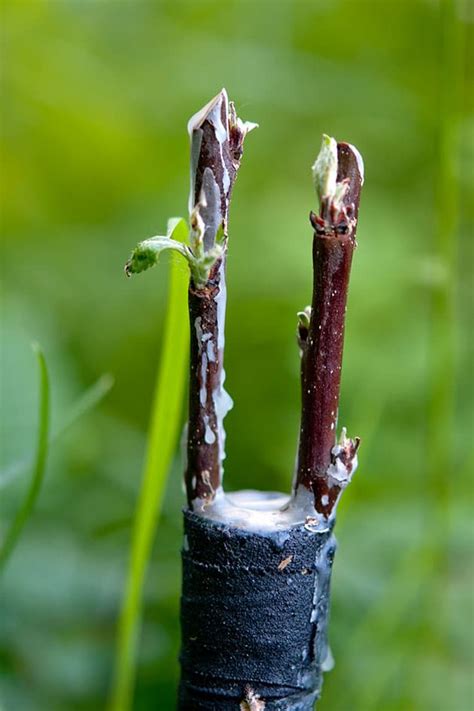 4 Techniques for Grafting Fruit Trees | Lady Lee's Home