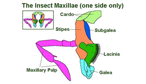 The Insect Head: Guide To The Antennae, Eyes & Mouthparts - Earth Life