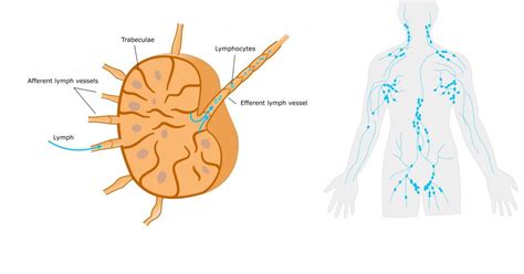 Potential New Immunotherapy For Melanoma