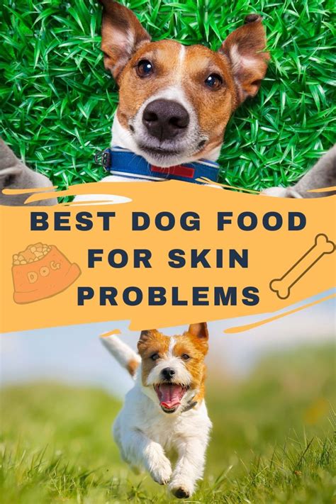 Best Dog Food For Skin Problems - UPDATED 2024