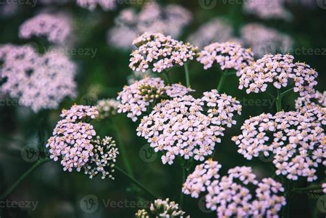 Pink Yarrow blooms, Achillea Millefolium plants in field 12990061 Stock ...