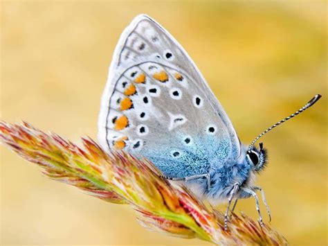 Download Fascinating Insects with Unique Color Patterns | Wallpapers.com