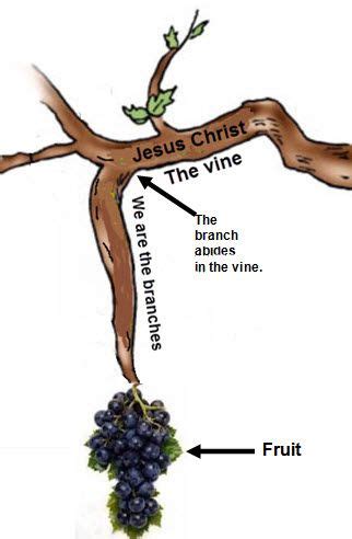 I am the vine you - Coloring Page - SundaySchoolist