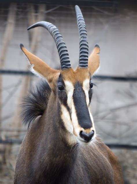 Sable antelope stock image. Image of mammal, nature, stripes - 78252979