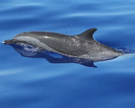 Pantropical Spotted Dolphin - Facts, Diet, Habitat & Pictures on ...