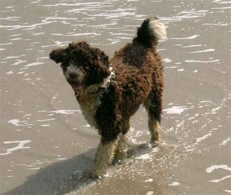 Water dog breeds list - these dogs love water - swimming dogs - K9RL