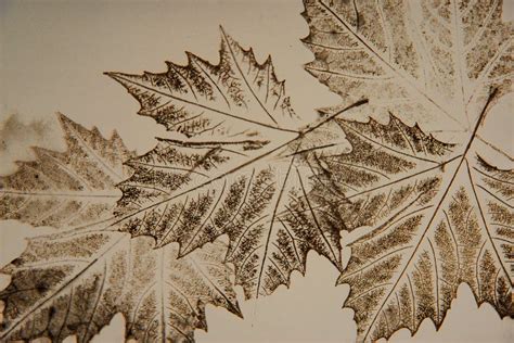 Imprints of Leaves on a Paper Stock Photo - Image of fall, environment ...