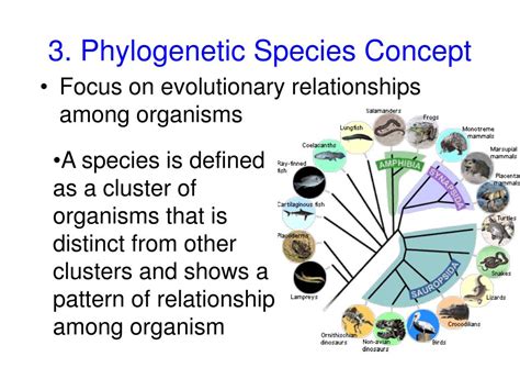 PPT - Identifying Species: Using the Species Concept PowerPoint ...