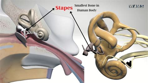 The Smallest Bone in Human Body - WOMS