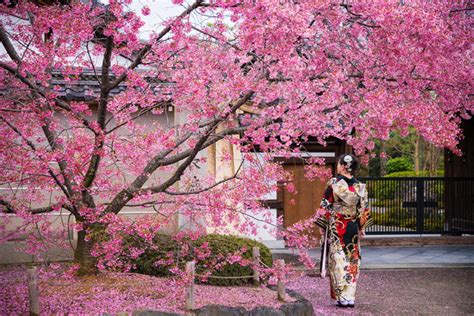 Kyoto Cherry Blossom Guide & Sakura Viewing Tips - Travel Caffeine