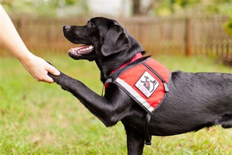 Service Dog Training - Service Dog Certifications