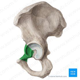 Pubis: anatomy and function | Kenhub