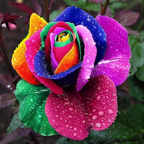 Rainbow Rose Seed: Don't Waste Your Money Laidback Gardener, 50% OFF