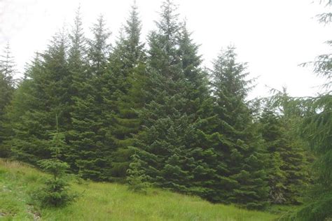 Sitka Spruce | Coniferous Forest