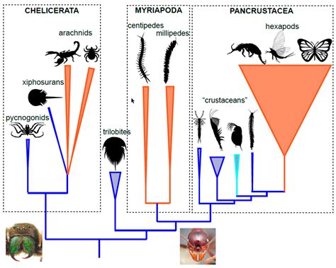 Biology | Free Full-Text | Was There a Cambrian Explosion on Land? The ...