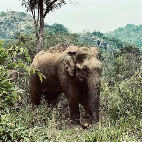 Sinharaja Rain Forest - Biodiversity hotspot in Sri Lanka