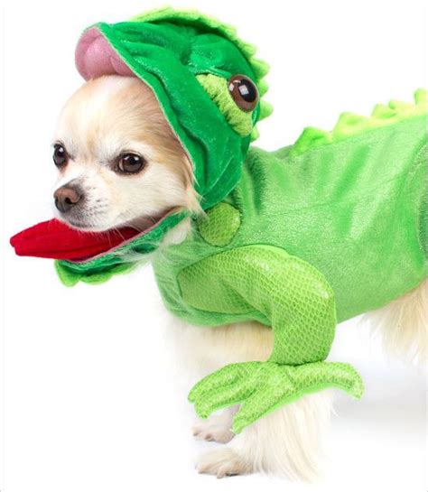 Iguana Costume for Small Dogs | Dog costume, Dog mommy