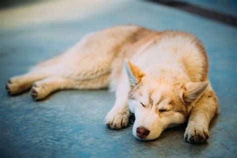 Anemia in Dogs: Causes, Symptoms and Treatment | The Pet Step