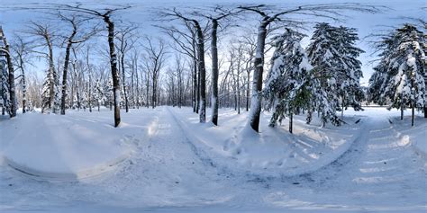 Snow In The Woods • HDRI Haven