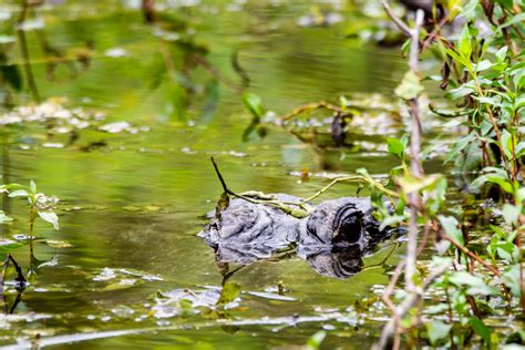 Alligator Eyes in Everglade National Park - Fringe Photography, LLC