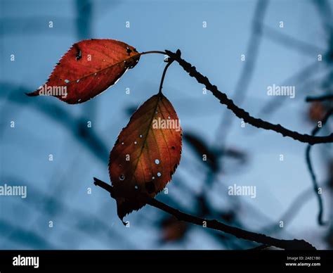 background autumn leaves in Japan Stock Photo - Alamy