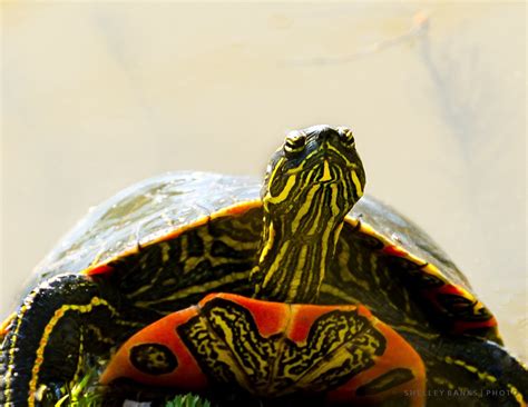 Western Painted Turtles at Wascana Lake | Turtle, Western painted turtle, Turtle painting