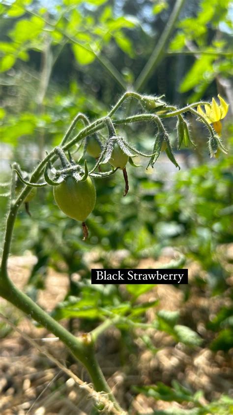 Baby tomatoes, finally : r/gardening