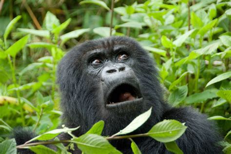 New York to Kigali, Rwanda for only $661 roundtrip | Animals, Funny animals, Mountain gorilla