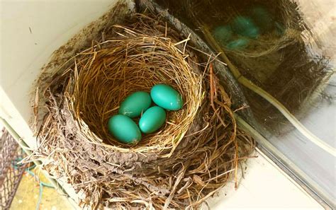 Robin Birds Hatch In My Garden - Shawna Coronado