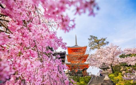 Cerezos en flor en Japón: Predicciones para 2024 | JRailPass