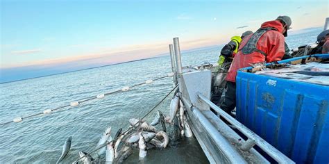 Bristol Bay’s Sockeye Salmon Fishing Season | FikaCafe.net