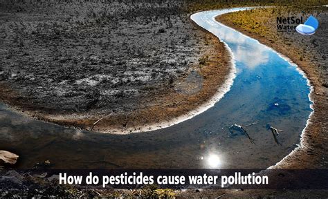 How do pesticides cause water pollution - Netsol Water