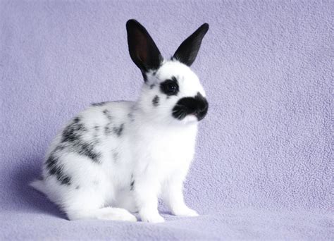 43 Rabbit Breeds to Keep as Pets